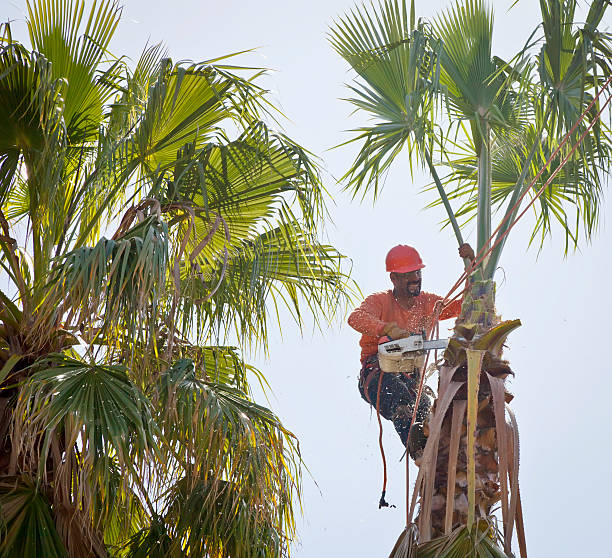 Residential Tree Removal in Coopersburg, PA